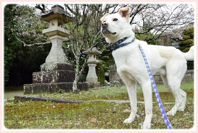 f:id:yasukazu01:20150407201518j:image