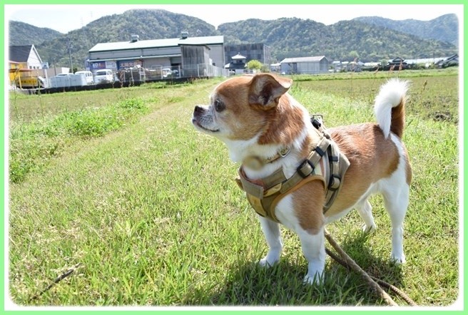 f:id:yasukazu01:20150421204118j:image