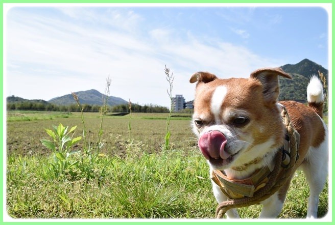 f:id:yasukazu01:20150421204745j:image