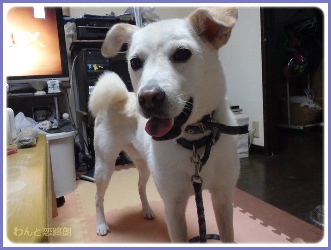 f:id:yasukazu01:20150830200827j:image