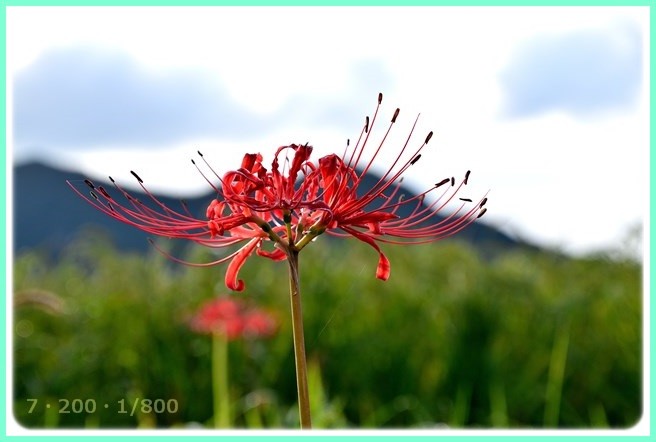 f:id:yasukazu01:20150919204840j:image