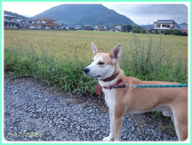 f:id:yasukazu01:20150928203817j:image