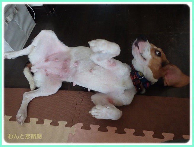 f:id:yasukazu01:20150928205027j:image