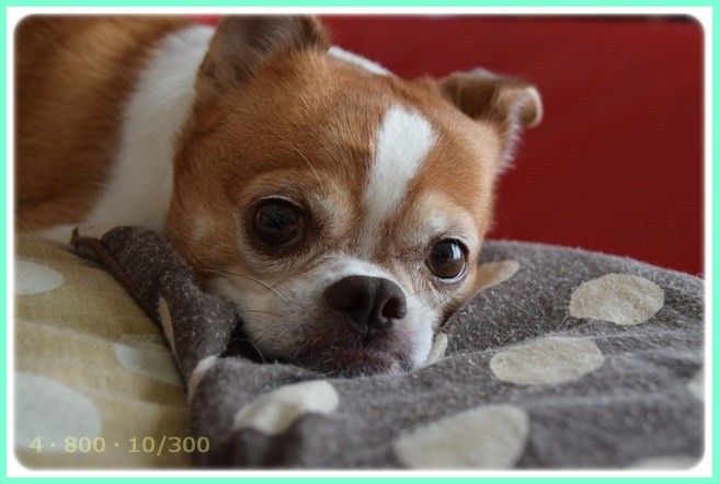 f:id:yasukazu01:20151004211650j:image