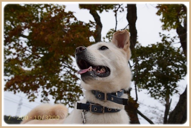 f:id:yasukazu01:20151101212052j:image
