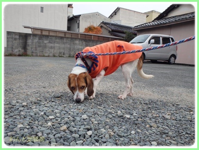 f:id:yasukazu01:20151208194049j:image