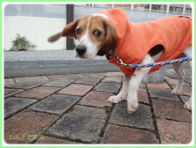 f:id:yasukazu01:20151208194506j:image