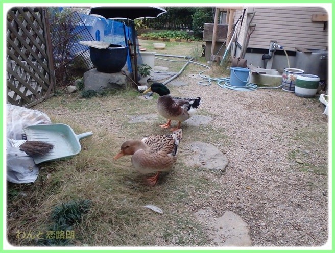 f:id:yasukazu01:20151208195119j:image