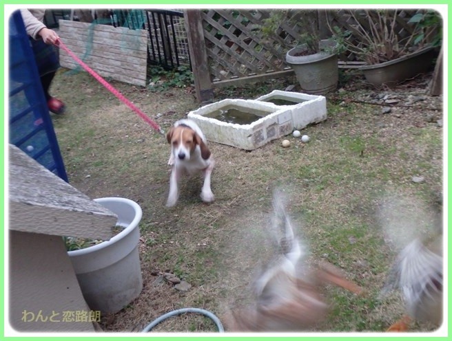 f:id:yasukazu01:20151208195310j:image