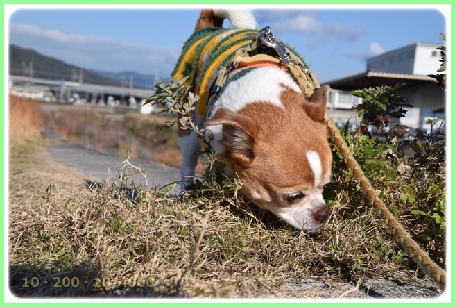 f:id:yasukazu01:20151219200615j:image