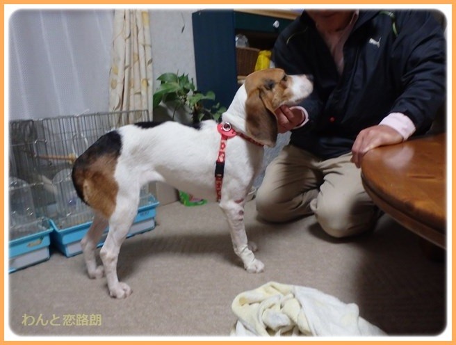 f:id:yasukazu01:20151223215931j:image
