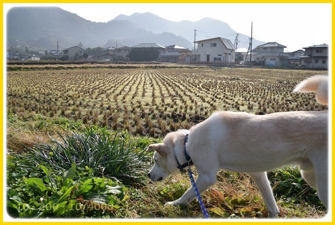 f:id:yasukazu01:20151227195115j:image