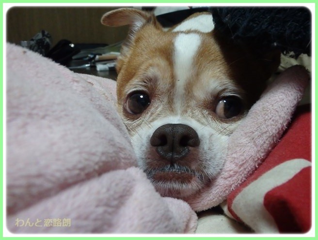 f:id:yasukazu01:20160210203550j:image