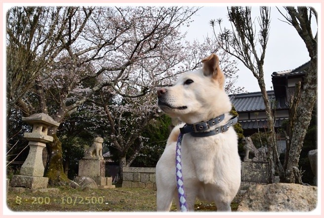f:id:yasukazu01:20160330191716j:image