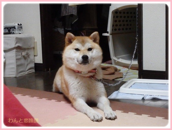 f:id:yasukazu01:20160330193313j:image