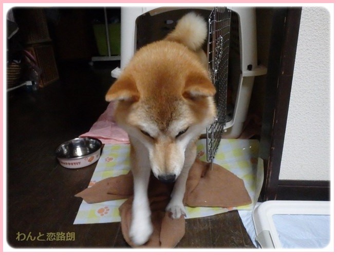 f:id:yasukazu01:20160330195534j:image