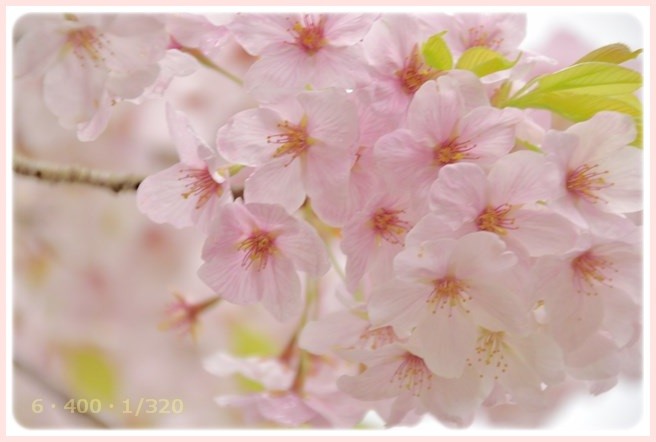 f:id:yasukazu01:20160403201004j:image f:id:yasukazu01:20160403201004j:image