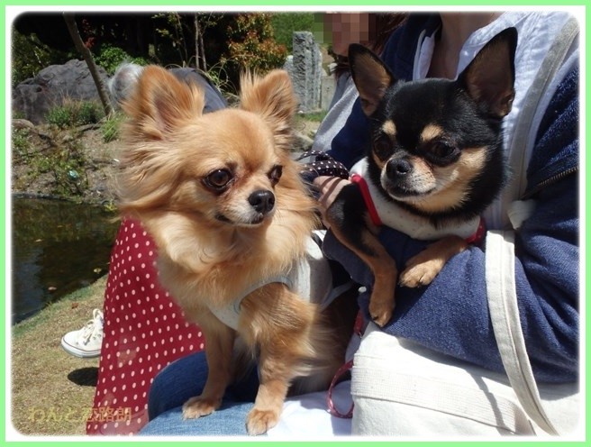 f:id:yasukazu01:20160418205605j:image