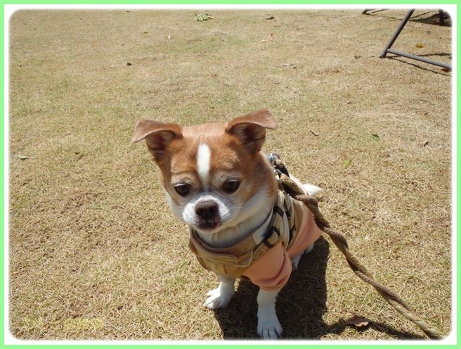 f:id:yasukazu01:20160418205701j:image