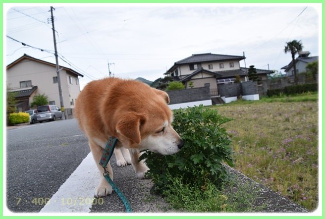 f:id:yasukazu01:20160426203624j:image