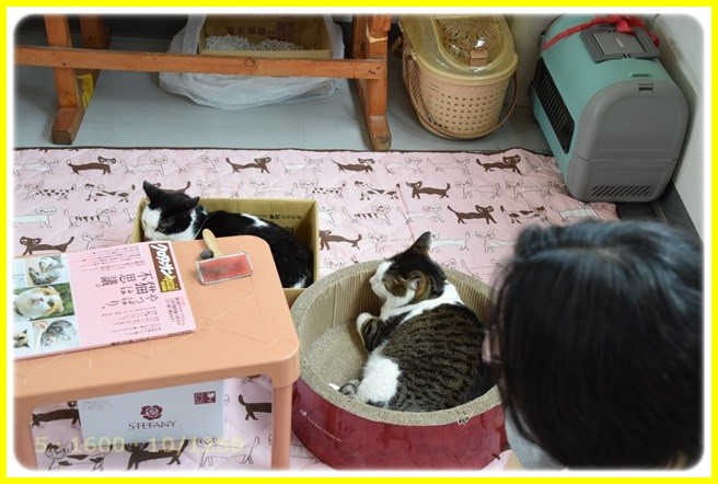 f:id:yasukazu01:20160521211656j:image f:id:yasukazu01:20160521211656j:image