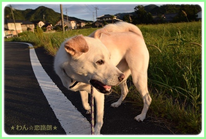 f:id:yasukazu01:20160823203829j:image f:id:yasukazu01:20160823203829j:image