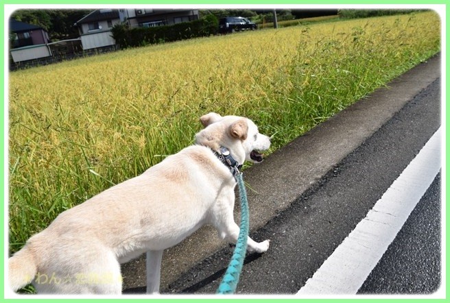 f:id:yasukazu01:20160830202232j:image f:id:yasukazu01:20160830202232j:image