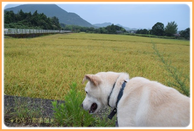 f:id:yasukazu01:20160908203425j:image