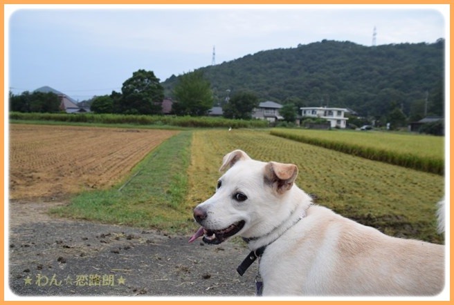 f:id:yasukazu01:20160908203650j:image