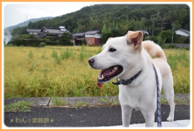 f:id:yasukazu01:20160908203749j:image