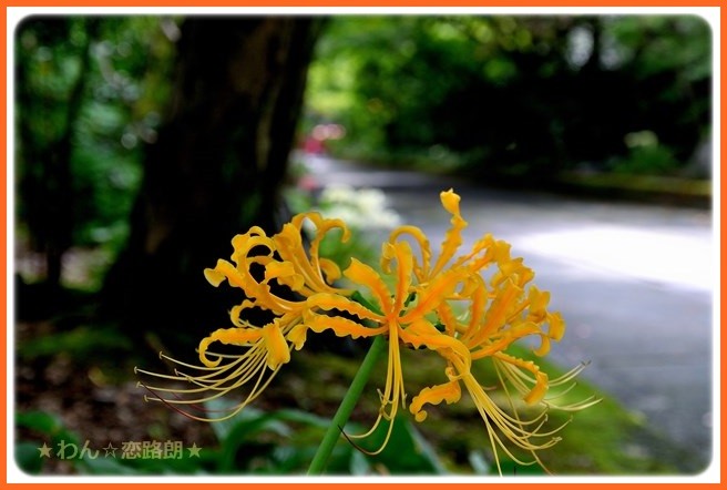 f:id:yasukazu01:20160918201437j:image