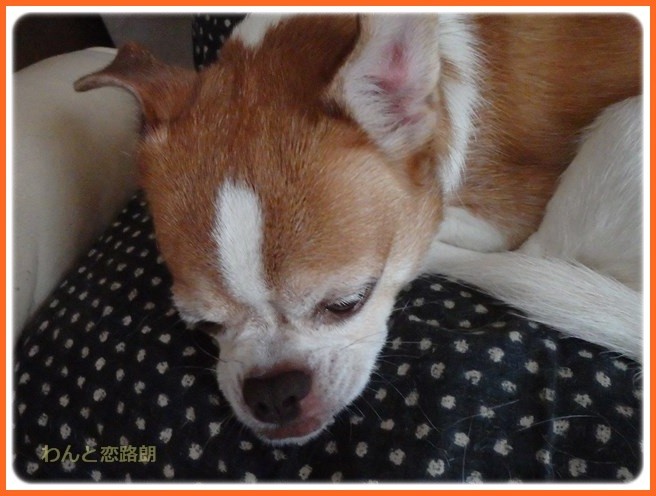 f:id:yasukazu01:20161001212023j:image