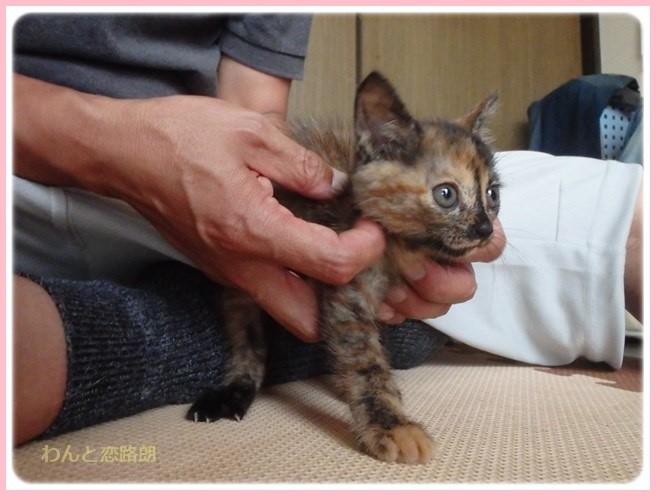 f:id:yasukazu01:20161001212402j:image