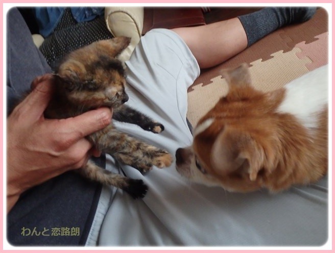 f:id:yasukazu01:20161001213112j:image
