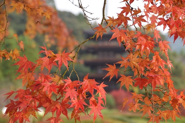 f:id:yasukazu01:20161120093520j:image