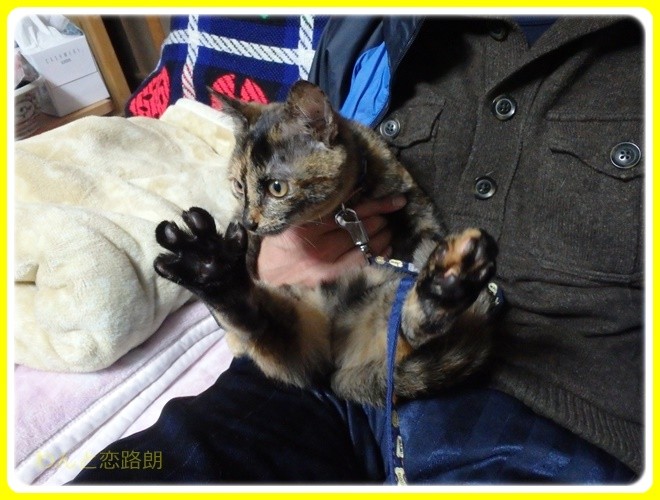 f:id:yasukazu01:20161231174308j:image