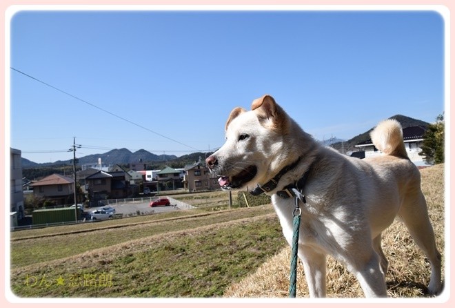f:id:yasukazu01:20170204131048j:image