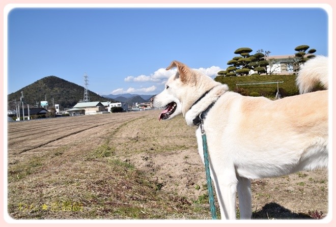 f:id:yasukazu01:20170204131949j:image