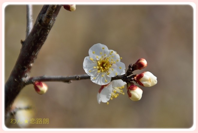 f:id:yasukazu01:20170204132755j:image