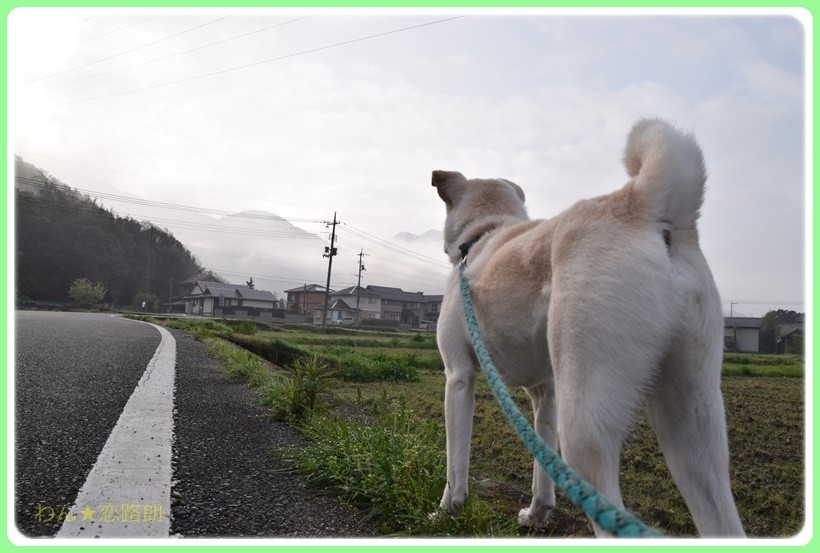 f:id:yasukazu01:20170420194631j:plain