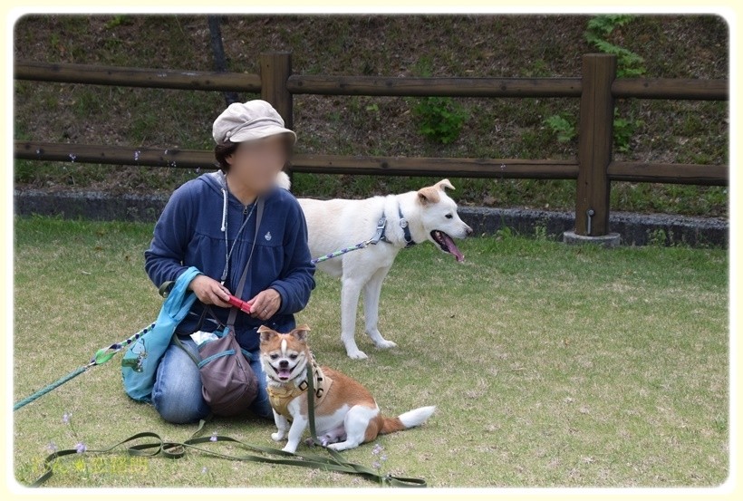 f:id:yasukazu01:20170514231224j:plain