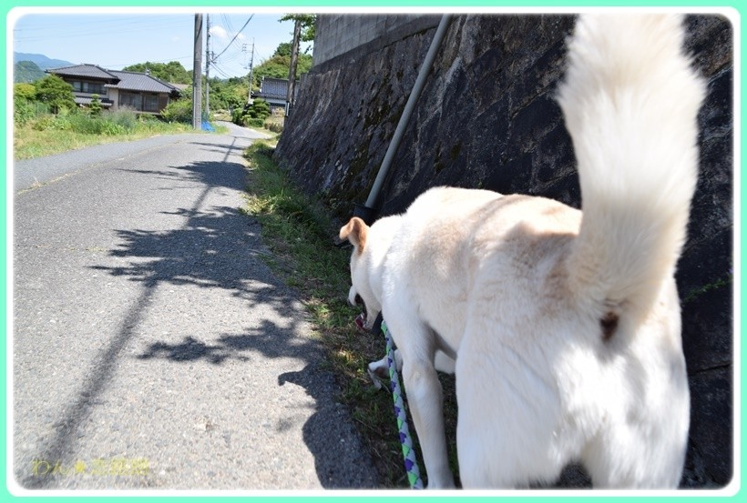 f:id:yasukazu01:20170610152609j:plain