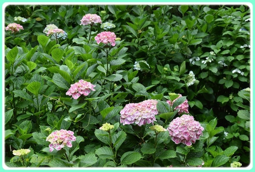 f:id:yasukazu01:20170617163521j:plain