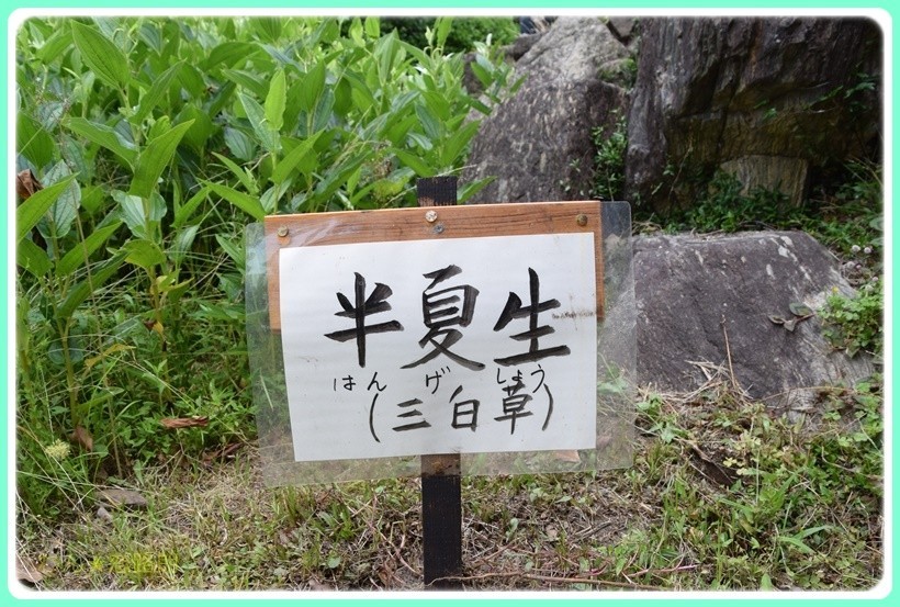 f:id:yasukazu01:20170617163832j:plain