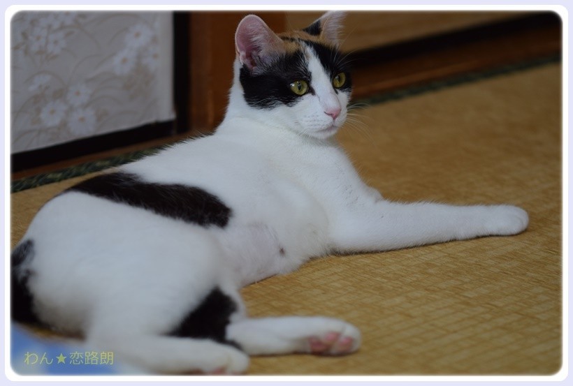 f:id:yasukazu01:20170826145931j:plain