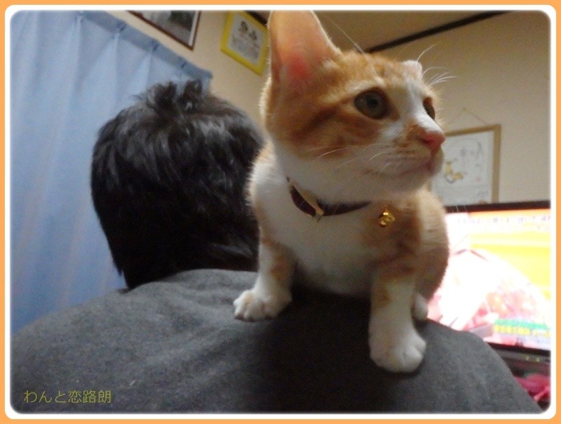 f:id:yasukazu01:20171110181846j:plain