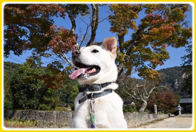 f:id:yasukazu01:20171110182442j:plain