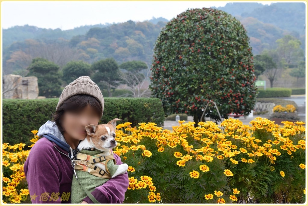f:id:yasukazu01:20171126201019j:plain