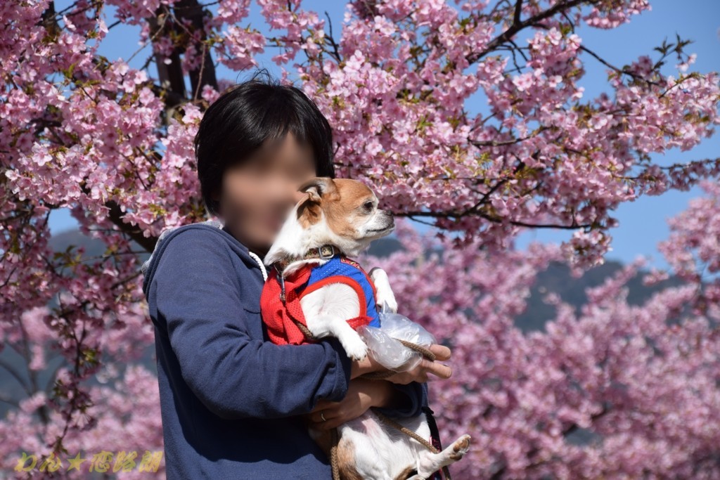 f:id:yasukazu01:20180320172918j:plain