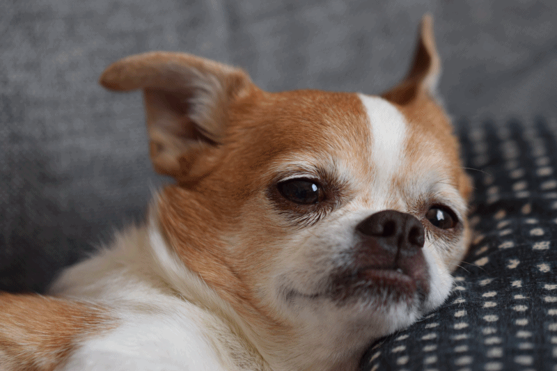 f:id:yasukazu01:20180404171649g:plain